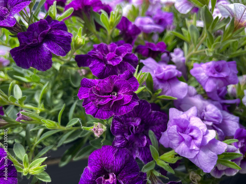 Pink purple blooming Petunia double flowers in decorative flower pot hanging on balcony terrace fence close up