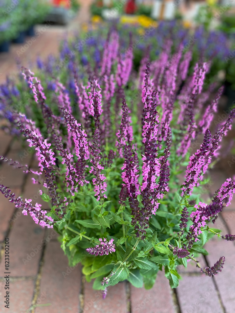 Fototapeta premium Beautiful blooming purple pink Salvia nemorosa decorative garden flowers in flower pot close up
