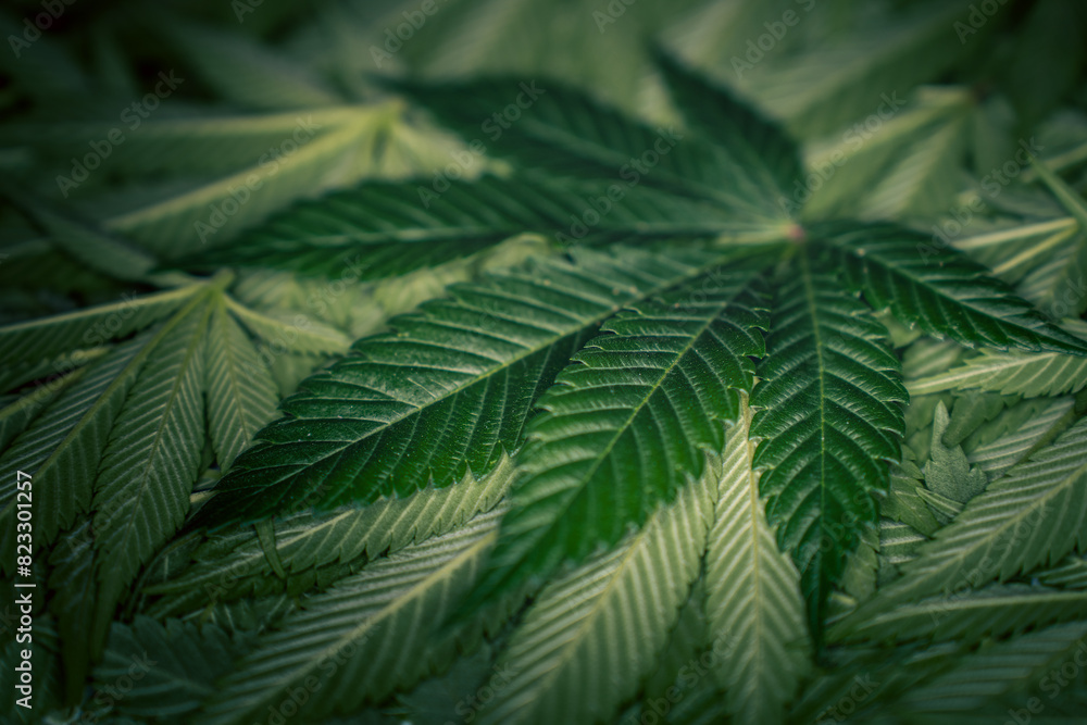 Close-up of a cannabis leaf showing green and white foliage Close-up of a cannabis leaf showing green and white foliage