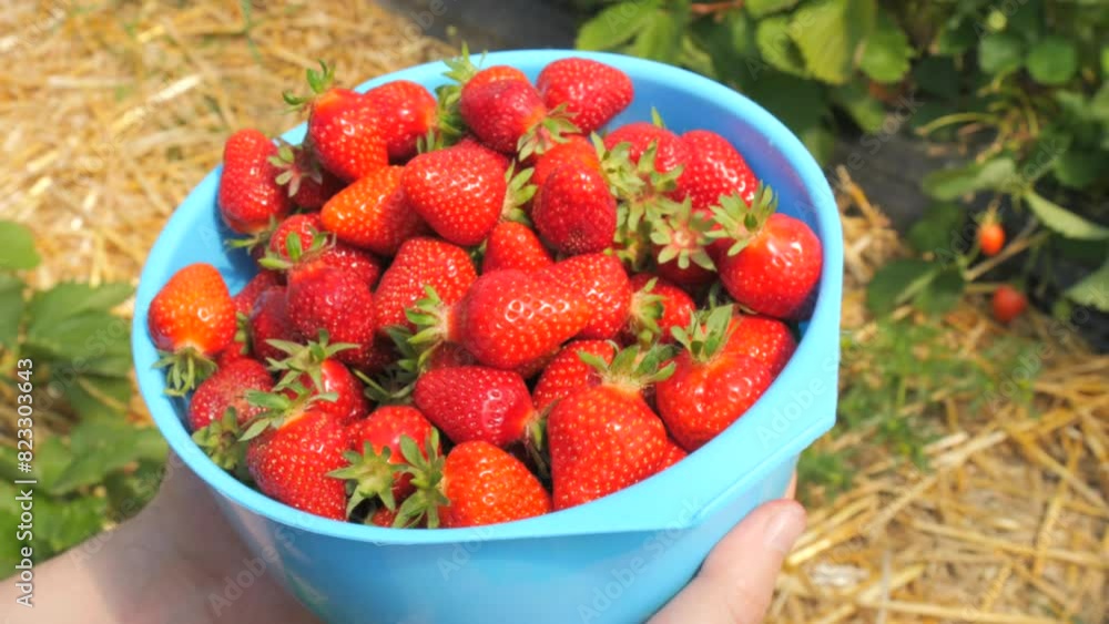 Many large ripe beautiful strawberries, in a plastic basket against the background of rows with strawberry plants in a greenhouse Many large ripe beautiful strawberries, in a plastic basket against the background of rows with strawberry plants in a greenhouse
