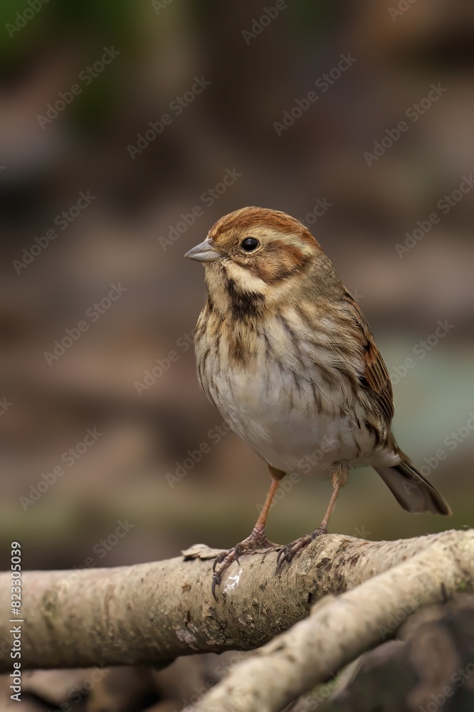 Closeup of a Common Reed Bunting perched on a tree branch