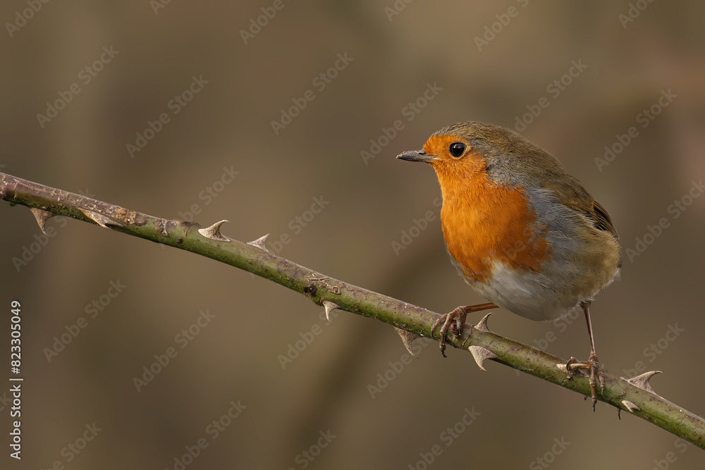 Closeup of a Robin perched on a tree branch Closeup of a Robin perched on a tree branch