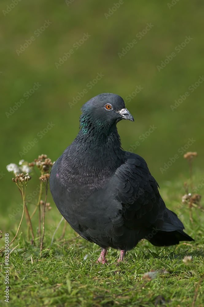 Closeup of a Feral Pigeon perched on grass Closeup of a Feral Pigeon perched on grass