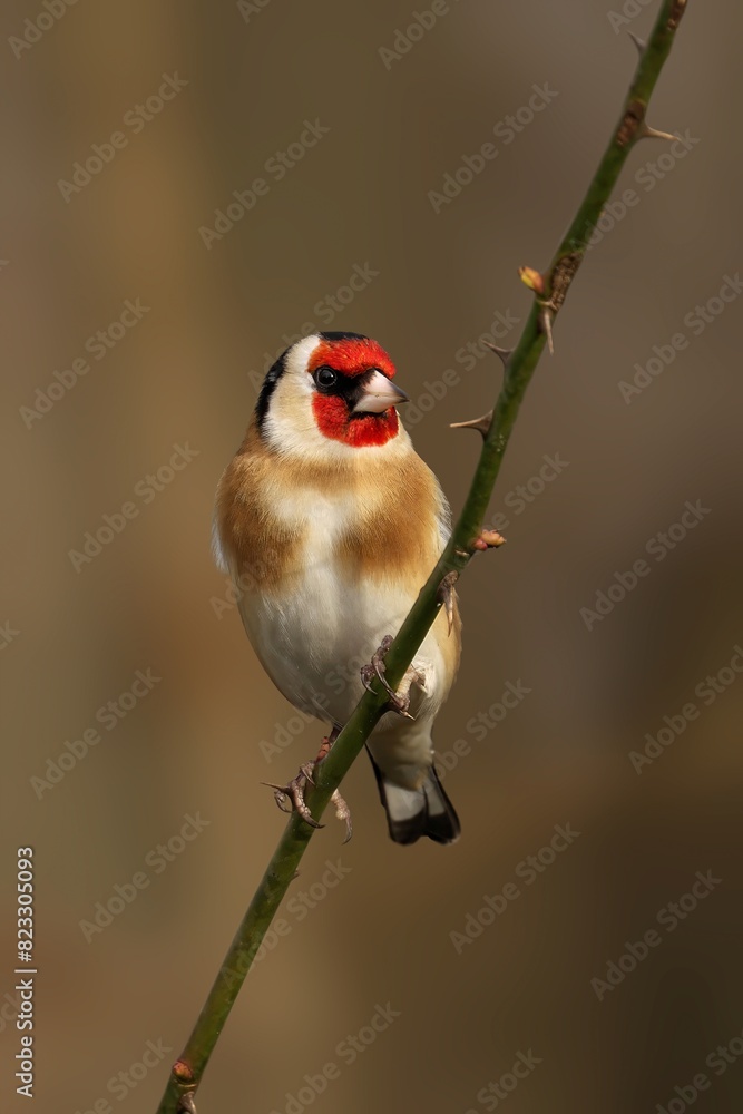 Closeup of a Goldfinch perched on a tree branch Closeup of a Goldfinch perched on a tree branch