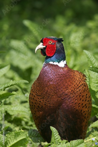 Wallpaper Mural the pheasant stands on a lush green forest filled with leaves Torontodigital.ca