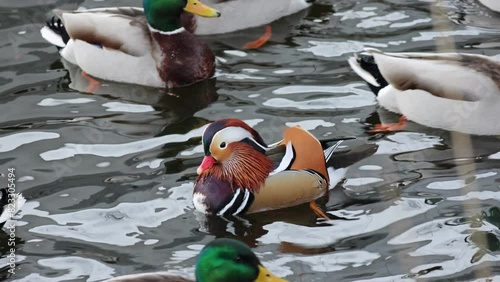 Closeup of a flock of Mandarin ducks in a park in Stockholm, Sweden photo