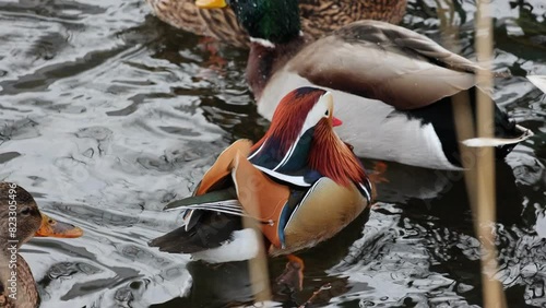 Closeup of a flock of Mandarin ducks in a park in Stockholm, Sweden photo