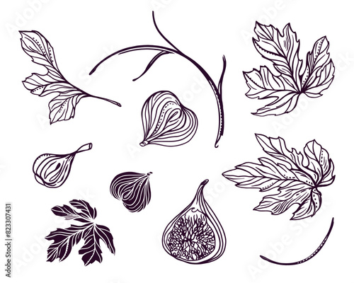 Figs set. Twigs, fruits, leaves. Vector illustration in graphic style. For cards, invitations, food and cosmetic labels, covers, menus, banners, posters.