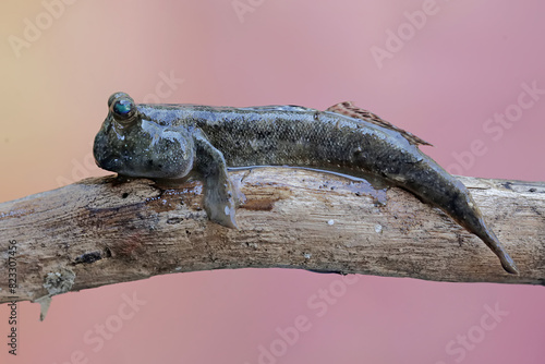 A barred mudskipper fish resting on a weathered log at the edge of a river mouth. This fish, which is mostly done in the mud, has the scientific name Periophthalmus argentilineatus.