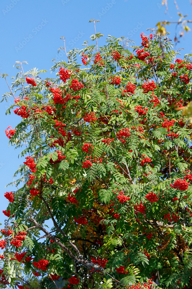 Vogelbeere oder Eberesche (Sorbus aucuparia) Baum mit vielen roten Beeren 