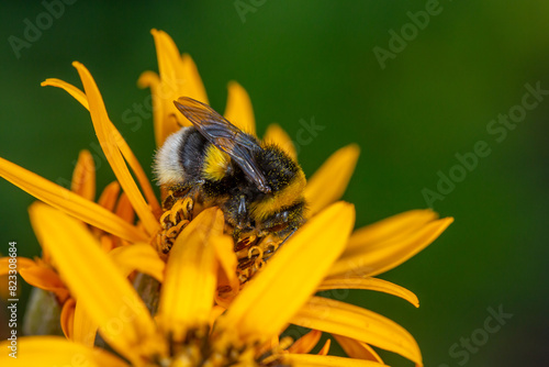 Bumblebee collecting nectar from yellow flower macro photography on a summer day. A bee sucking nectar from a ligularia flower with red petals closeup photo in summertime. photo