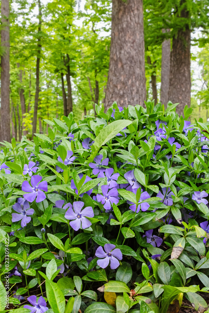Vinca minor with blue or purple flowers. Lesser periwinkle or dwarf periwinkle under trees Vinca minor with blue or purple flowers. Lesser periwinkle or dwarf periwinkle under trees