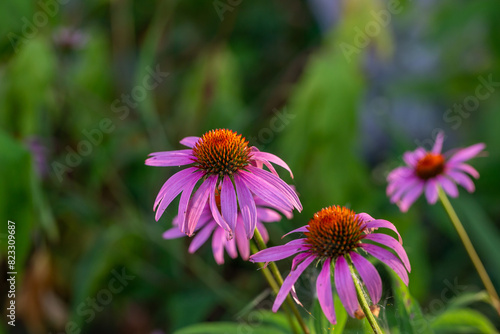 Blooming purple coneflowers on a green background on a sunny summer day macro photography. Echinacea flower with bright violet petals close-up photo in summer.  