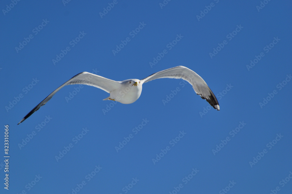 seagull in flight - aegean sea, near Kavala seagull in flight - aegean sea, near Kavala