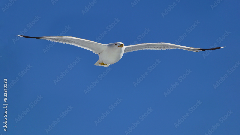 seagull in flight - aegean sea, near Kavala seagull in flight - aegean sea, near Kavala