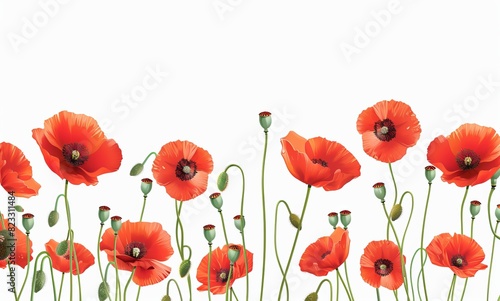 red poppies flowers isolated on a white background