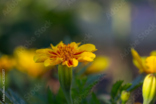 Yellow marigolds flowers on a green background on a summer sunny day macro photography. Blooming tagetes flower with yellow petals in summer, close-up photo. 