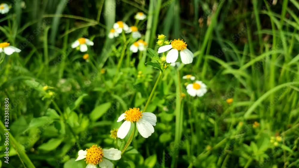 White wild flowers are swaying in the wind with a blurred background. Bidens pilosa, ketul or ajer. Weed flower. Nature background. White wild flowers are swaying in the wind with a blurred background. Bidens pilosa, ketul or ajer. Weed flower. Nature background.