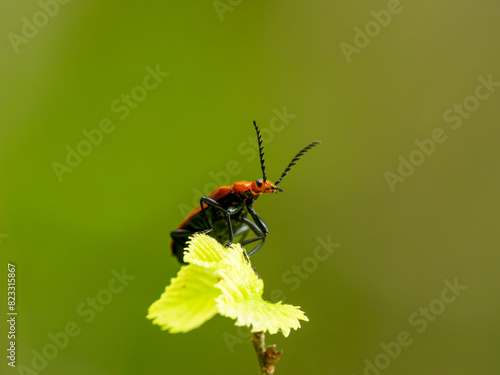 Red Soldier Beetle on a Leaf