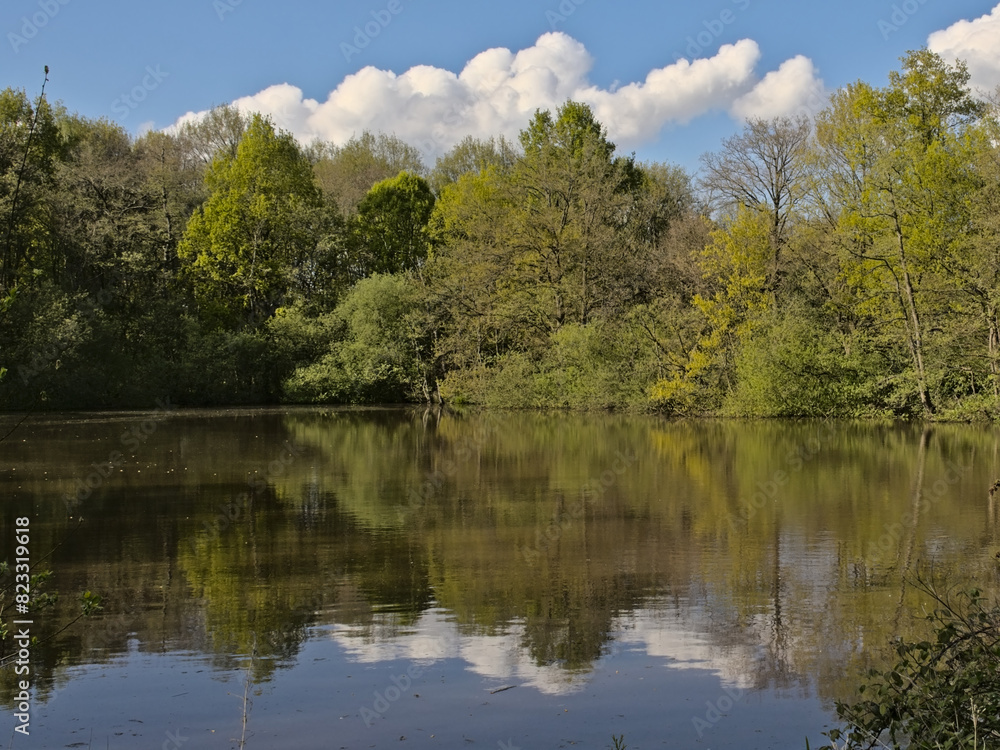 Pool in a sunny fresh green spring forest in in Blaasveldbroeknature reserve, Willebroek, Belgium Pool in a sunny fresh green spring forest in in Blaasveldbroeknature reserve, Willebroek, Belgium