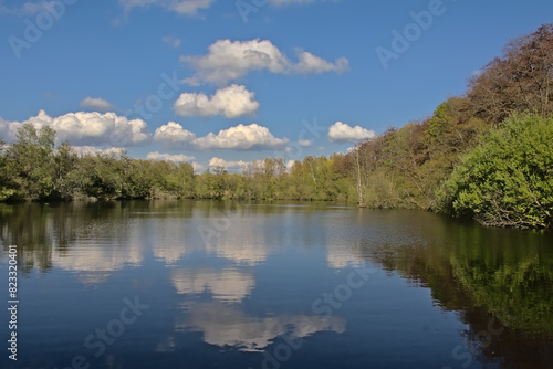 Lake with spring trees blue sky with fluffy clouds reflecting in the water in Het Broek nature reserve  Willebroek  Flanders  Belgium