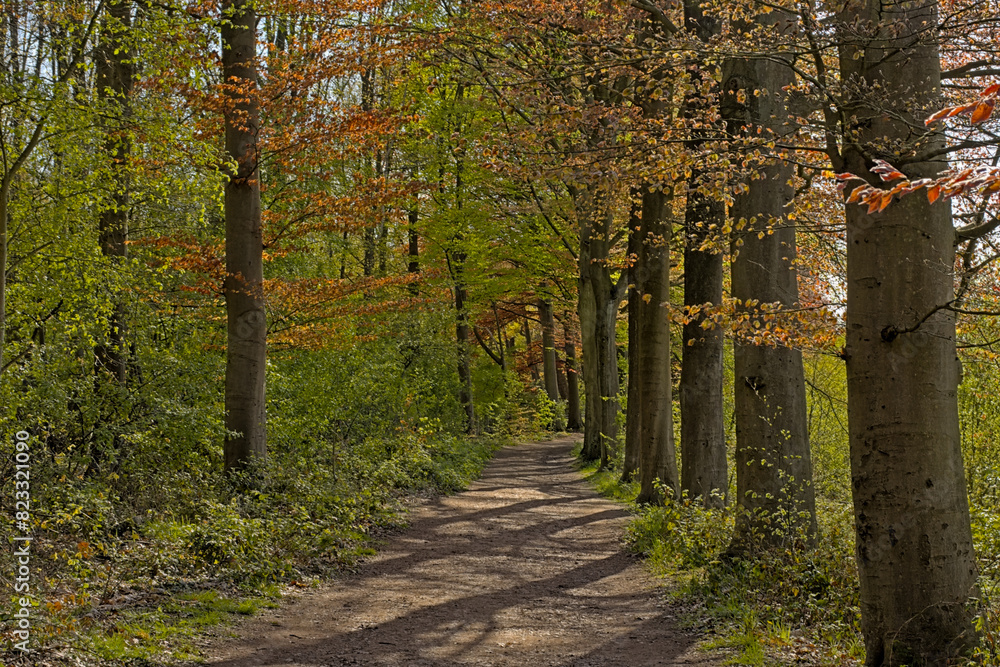 Hiking trail through an autumn forest in the flemish countryside. Hiking trail through an autumn forest in the flemish countryside.
