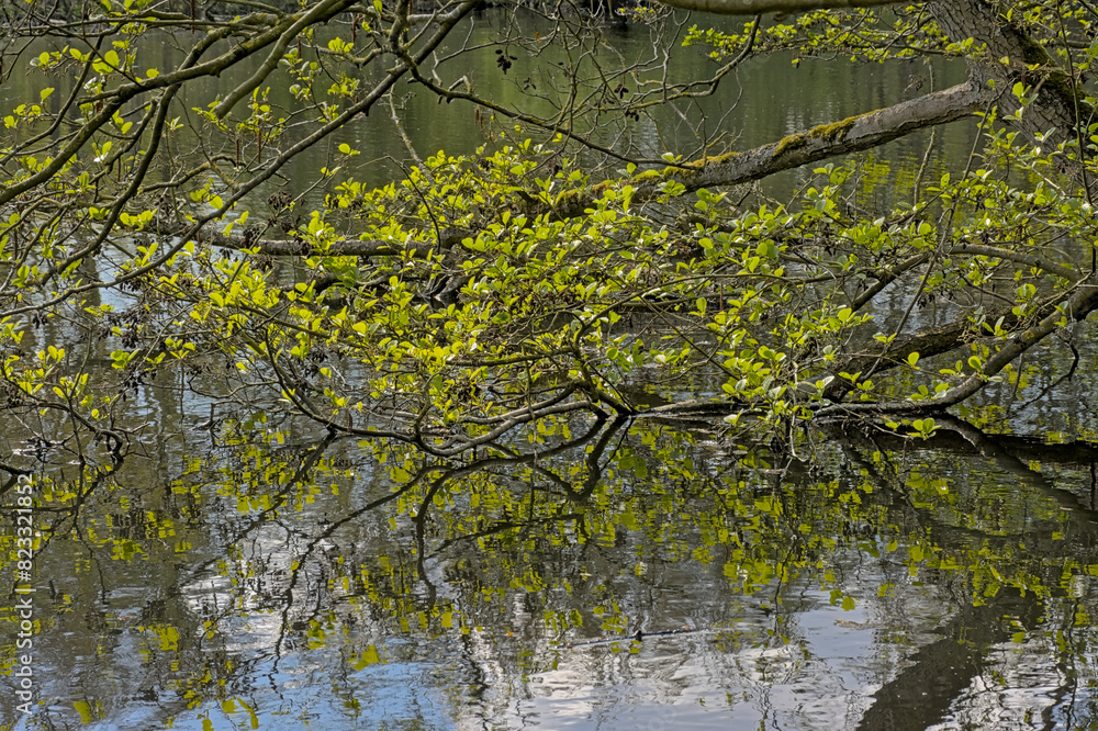 Alder branches with green leaves reflecting in the water in springtime - alnus Alder branches with green leaves reflecting in the water in springtime - alnus