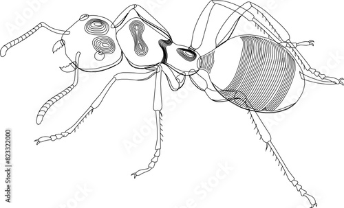 Sketch illustration vector detailed design drawing of animal insect ant with long barbels