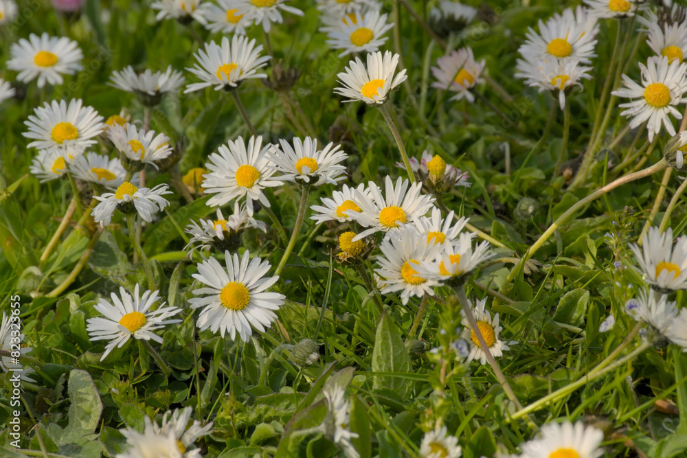 Daisies and clover in a green lawn, overhead view - Bellis perennis Daisies and clover in a green lawn, overhead view - Bellis perennis