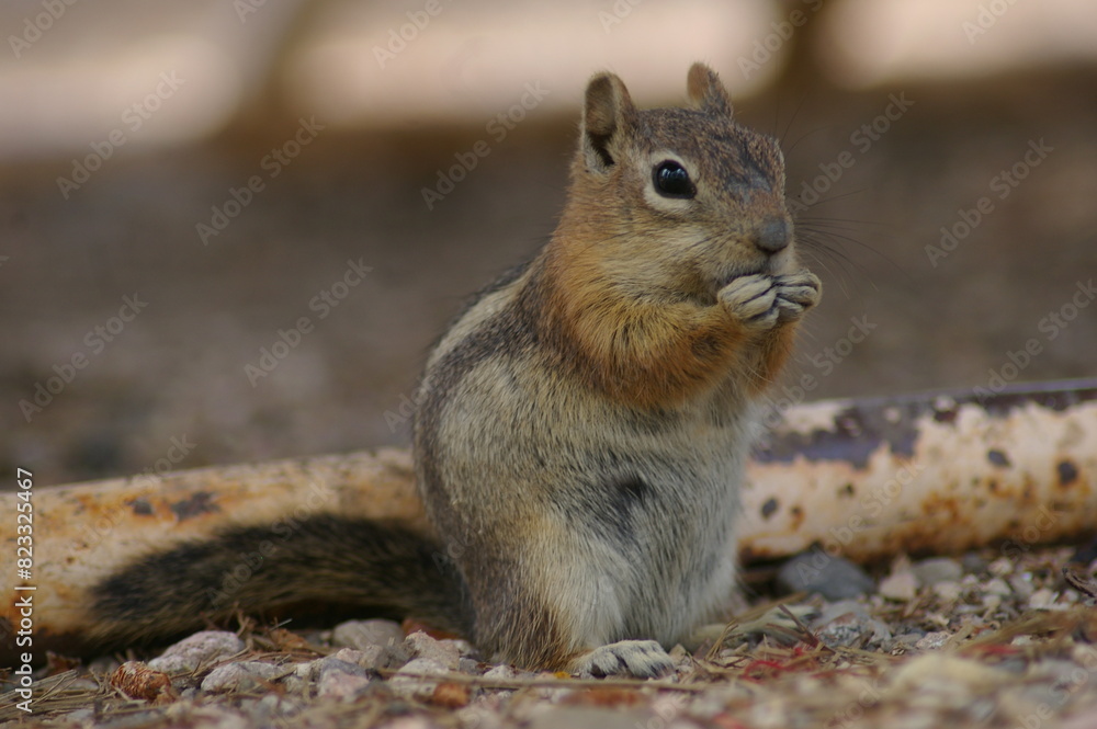 a squirrel eating nuts on the ground in front of a log a squirrel eating nuts on the ground in front of a log