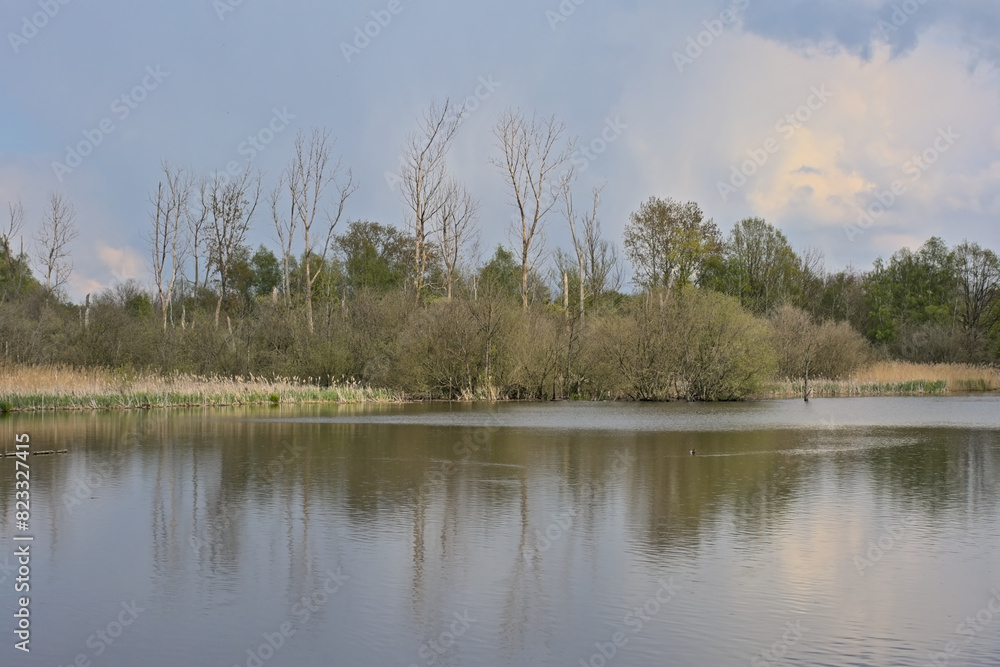 Lake with trees, shrubs and golden reed reflecting in the water in Het Broek nature reserve, Willebroek, Flanders, Belgium
Lake with trees, shrubs and golden reed reflecting in the water in Het Broek nature reserve, Willebroek, Flanders, Belgium
