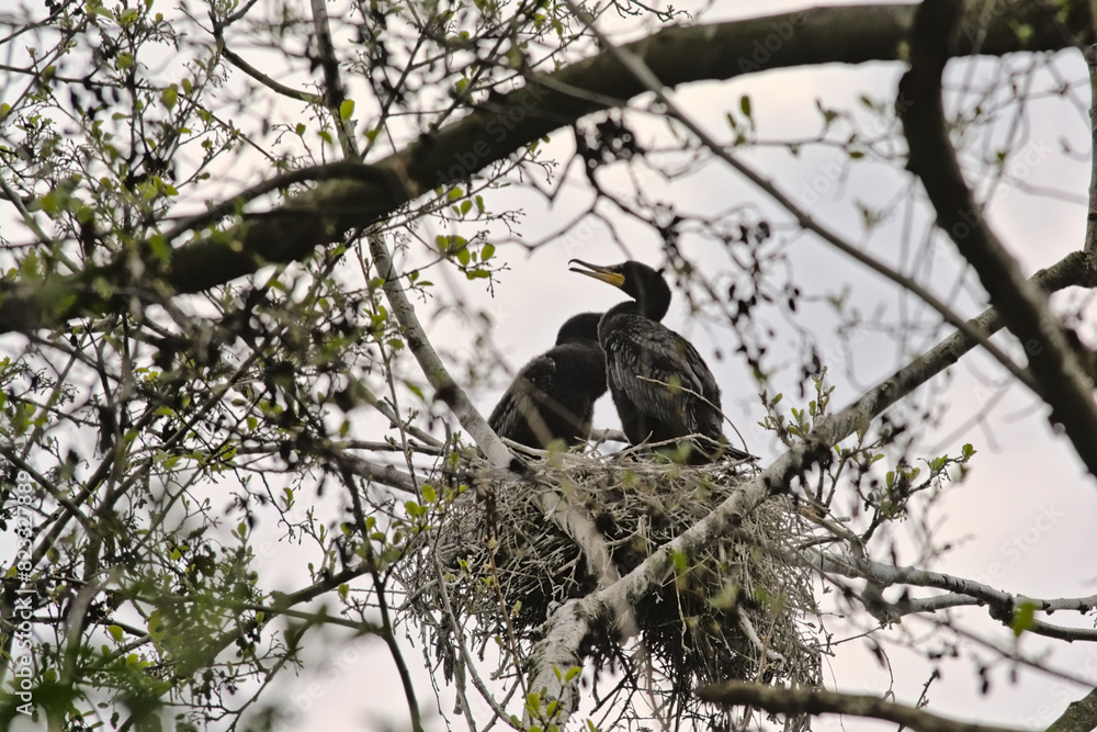 Couple of cormorants sitting in the nest in a tree with sprouting spring leafs on a cloudy sky in Blaasveldbroek nature reserve, Willebroek, Belgium - Phalacrocoracidae Couple of cormorants sitting in the nest in a tree with sprouting spring leafs on a cloudy sky in Blaasveldbroek nature reserve, Willebroek, Belgium - Phalacrocoracidae