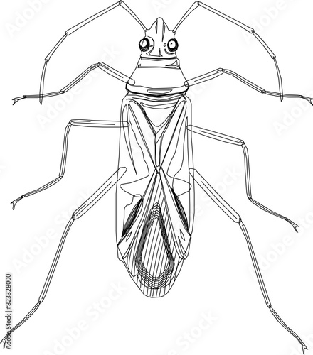 Cockroach insect animal design vector illustration sketch with long barbels