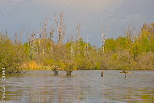 . Lake with fresh green spring trees, shrubs, reed and cloudy sky reflecting in the water in Het Broek nature reserve, Willebroek, Flanders, Belgium
