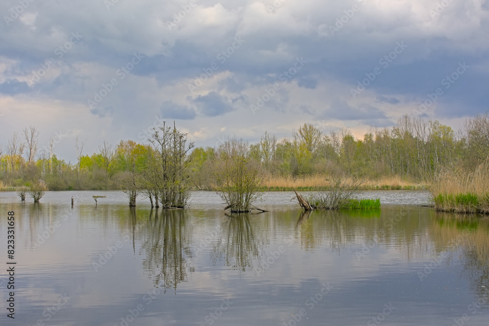 . Lake with fresh green spring trees, shrubs, reed and cloudy sky reflecting in the water in Het Broek nature reserve, Willebroek, Flanders, Belgium . Lake with fresh green spring trees, shrubs, reed and cloudy sky reflecting in the water in Het Broek nature reserve, Willebroek, Flanders, Belgium