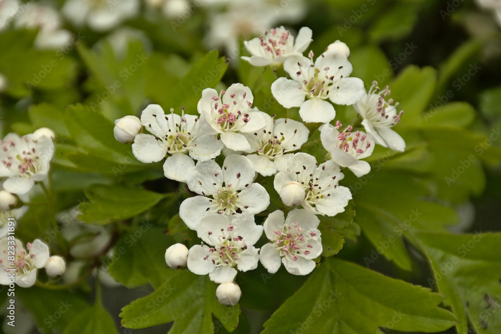 Bright white hawthorn blossoms in spring - crataegus Bright white hawthorn blossoms in spring - crataegus