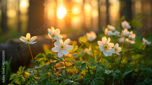 Beautiful white flowers of anemones in spring forest i