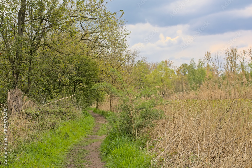 Wetlands with fresh green spring trees and srubs in the flemish ountryside Wetlands with fresh green spring trees and srubs in the flemish ountryside