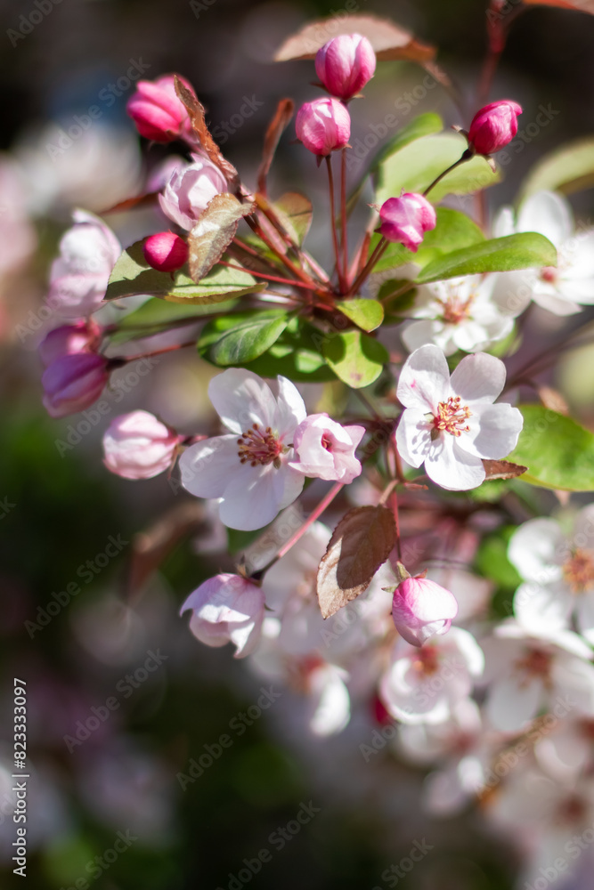 Obraz premium Cherry blossom tree blooming with a building in the background