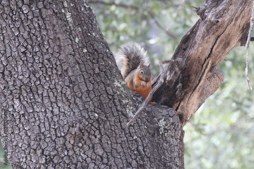Obraz premium Chihuahua Red Fox Squirrel perched in a tree gazing downward