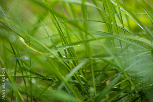 Close-up of lush grass in drops of water swaying in the wind. Beautiful grass in the meadow after the rain that just passed. Fresh young grass is covered with shiny drops of rainwater.