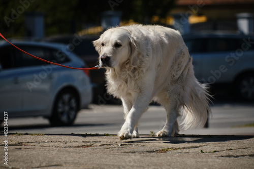 An elderly golden retriever walks down a city street on a leash on a sunny day. An old purebred dog with a sad face.