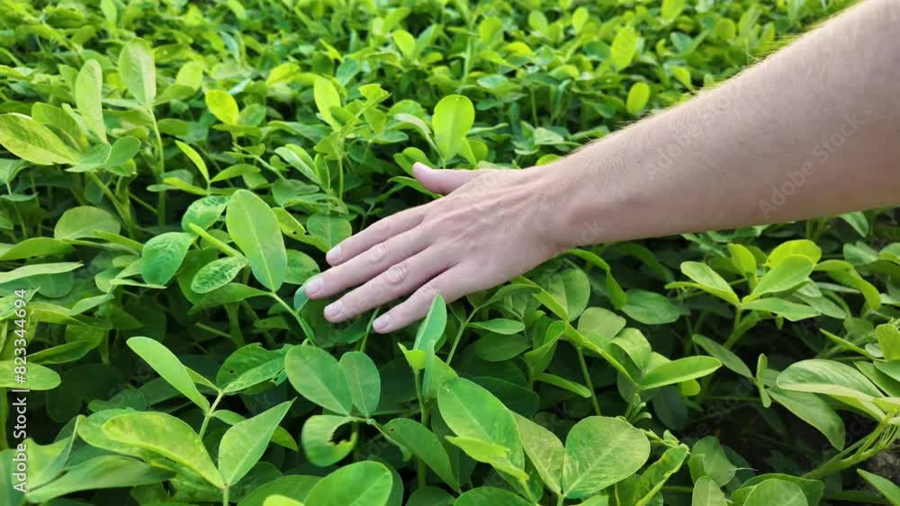 Person's hand gently touching a lush green field of young soybeans, depicting concepts of agriculture, sustainable farming, and Earth Day Person's hand gently touching a lush green field of young soybeans, depicting concepts of agriculture, sustainable farming, and Earth Day