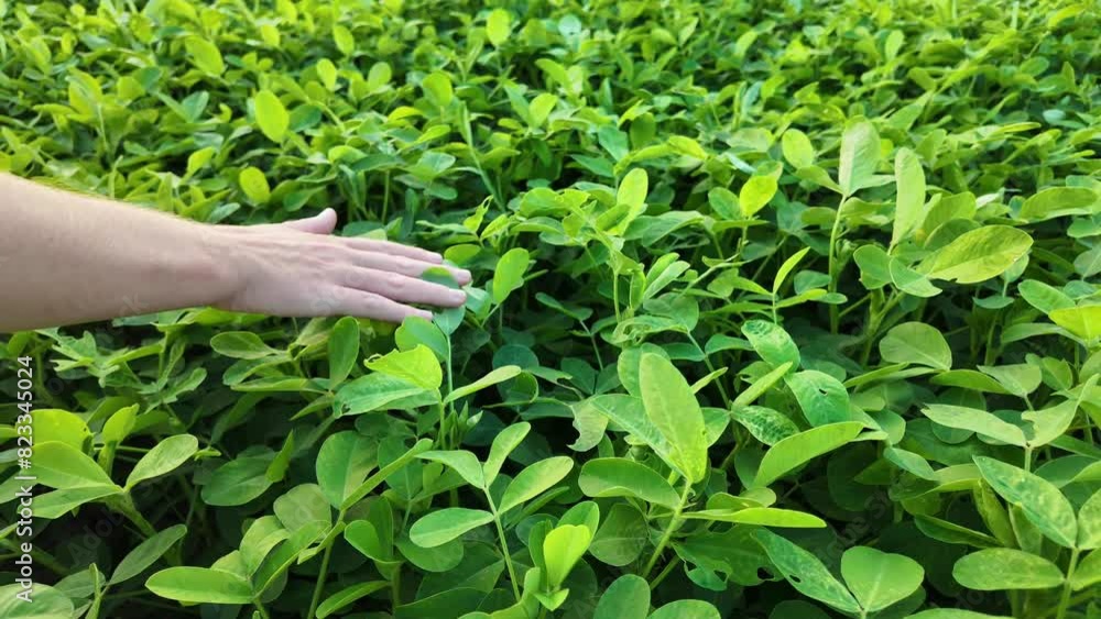 Close-up of a hand touching lush green soybean leaves, symbolizing spring, nature connection, and agriculture Close-up of a hand touching lush green soybean leaves, symbolizing spring, nature connection, and agriculture