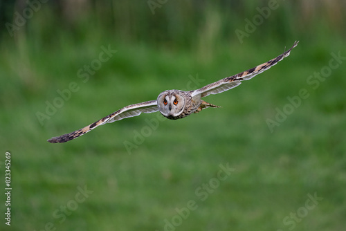 Long-eared owl in flight