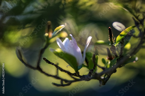 Blooming Magnolia Stellata