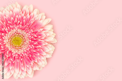 One gerbera flower on a pink background with copy space. photo