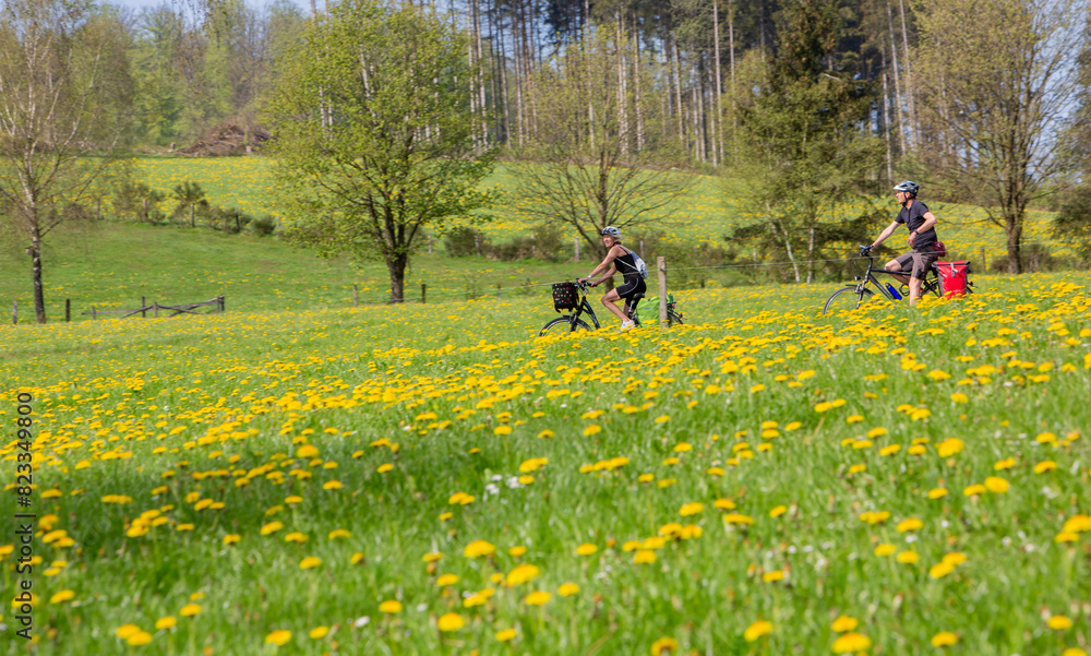people on bicycle pass dandelions in field near winterberg in german sauerland
