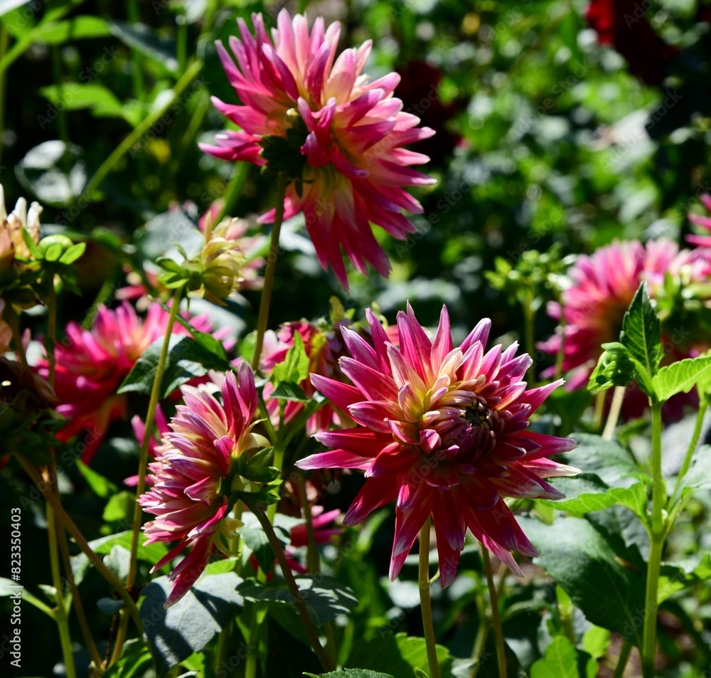 Obraz premium Burgundy and cream cactus dahlias