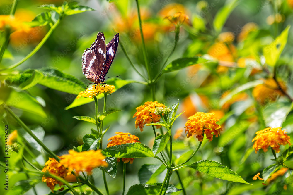 the butterfly sits on the tip of a bright green bush the butterfly sits on the tip of a bright green bush